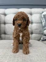 Ollie, a male Poodle - Toy  for sale in Chicago, IL – 5 of 5