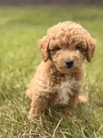 Cody, a male Miniature Goldendoodle for sale in Chicago, IL – 1 of 1