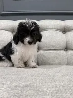 Cash, a female Shihpoo for sale in Chicago, IL – 2 of 5
