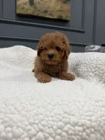 Shiloh, a female Poodle - Toy  for sale in Chicago, IL – 2 of 5