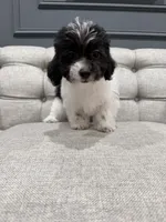 Cash, a female Shihpoo for sale in Chicago, IL – 5 of 5
