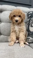 Luther, a male Poodle - Miniature  for sale in Chicago, IL – 4 of 4
