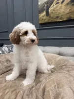 Bear, a male Miniature Goldendoodle for sale in Chicago, IL – 5 of 5
