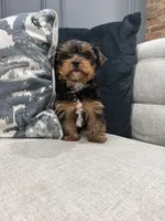 Nala , a female Yorkshire Terrier for sale in Chicago, IL – 4 of 5