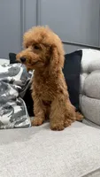 Levi, a male Poodle - Miniature  for sale in Chicago, IL – 5 of 5