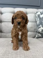 Ollie, a male Poodle - Toy  for sale in Chicago, IL – 3 of 5