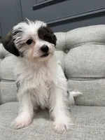 Bella, a female Shihpoo for sale in Chicago, IL – 4 of 5