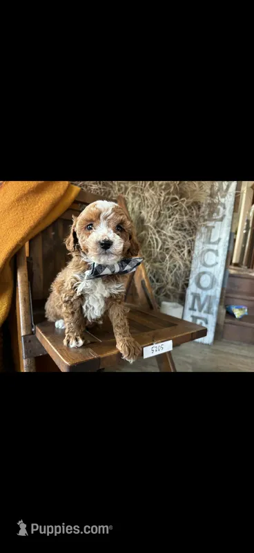 Marshall – Miniature Goldendoodle puppy for sale in Chicago, IL