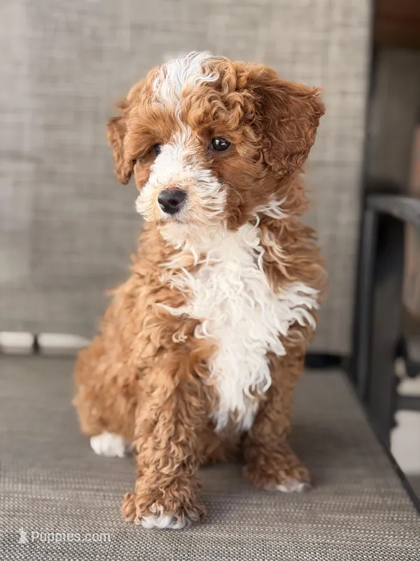 Marshall – Miniature Goldendoodle puppy for sale in Chicago, IL