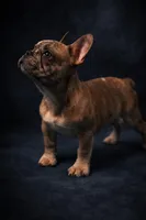 Valentino, a male French Bulldog for sale in Chicago, IL – Photo 2 of 4