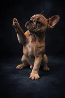 Valentino, a male French Bulldog for sale in Chicago, IL – Photo 3 of 4