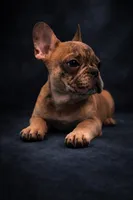 Valentino, a male French Bulldog for sale in Chicago, IL – Photo 4 of 4