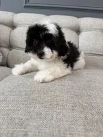Gigi, a female Shihpoo for sale in Chicago, IL – 2 of 4