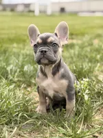 Bentley, a female French Bulldog for sale in Chicago, IL – 1 of 4