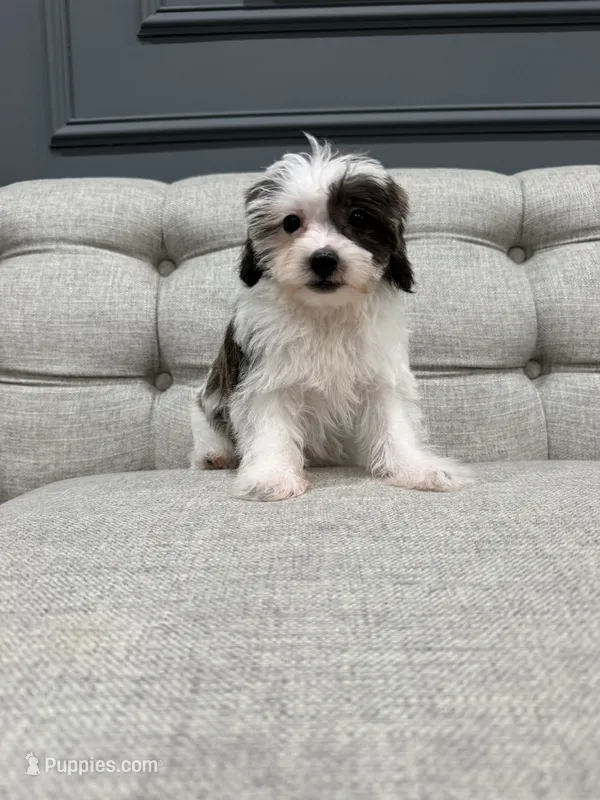 Bella – Shihpoo puppy for sale in Chicago, IL