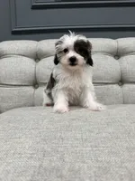 Bella, a female Shihpoo for sale in Chicago, IL – 1 of 5