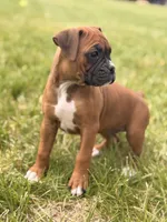 Esther, a female Boxer for sale in Chicago, IL – 2 of 4