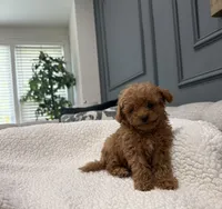 Maverick , a male Poodle - Toy  for sale in Chicago, IL – 4 of 4