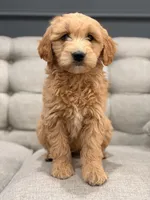 Mateo, a male Miniature Goldendoodle for sale in Chicago, IL – Photo 1 of 4
