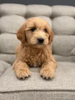 Mateo, a male Miniature Goldendoodle for sale in Chicago, IL – Photo 3 of 4