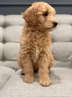 Mateo, a male Miniature Goldendoodle for sale in Chicago, IL – Photo 2 of 4
