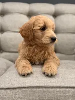 Mateo, a male Miniature Goldendoodle for sale in Chicago, IL – Photo 4 of 4