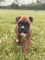 Esther, a female Boxer for sale in Chicago, IL – 3 of 4