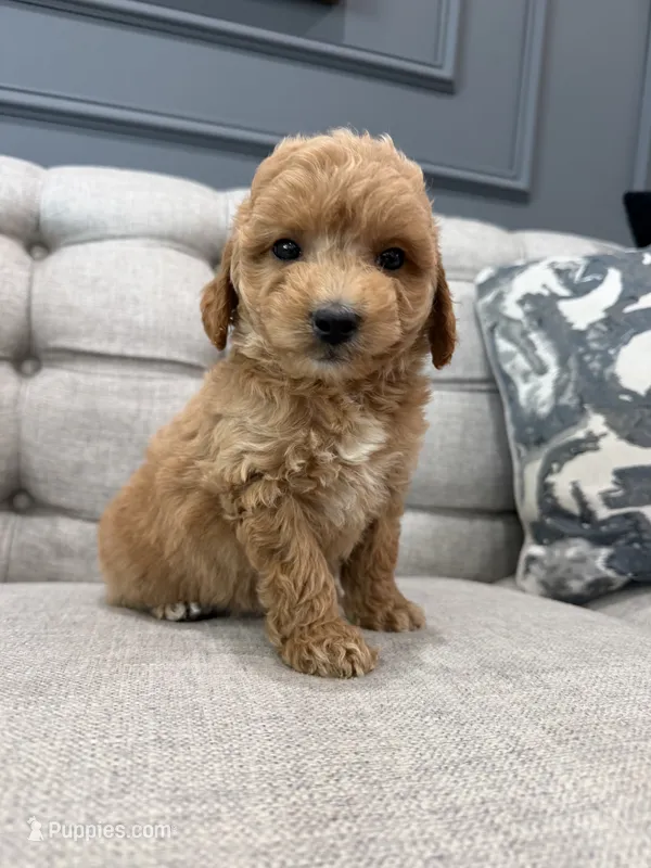 Enzo – Miniature Goldendoodle puppy for sale in Chicago, IL