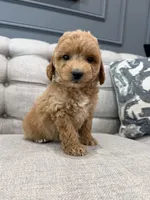 Enzo, a male Miniature Goldendoodle for sale in Chicago, IL – 1 of 4