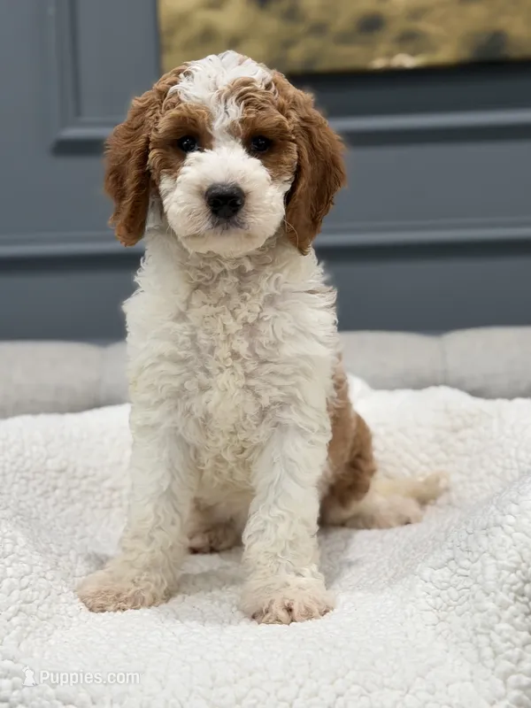 Sally – Miniature Goldendoodle puppy for sale in Chicago, IL