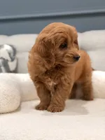 Marley, a male Miniature Goldendoodle for sale in Chicago, IL – 3 of 4