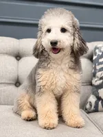 Theo, a male Poodle - Miniature  for sale in Chicago, IL – 2 of 8
