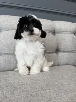 Gigi, a female Shihpoo for sale in Chicago, IL – 4 of 4