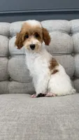 Liam, a male Poodle - Miniature  for sale in Chicago, IL – 4 of 5