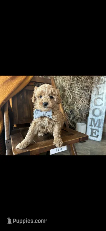 Chase – Miniature Goldendoodle puppy for sale in Chicago, IL