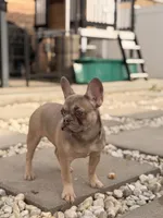 Trinity, a female French Bulldog for sale in Chicago, IL – Photo 2 of 3