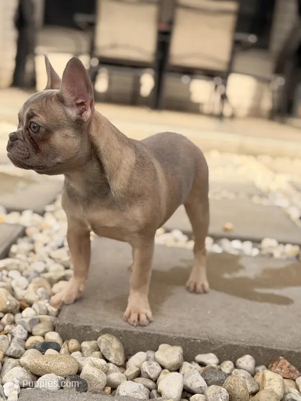 Trinity – French Bulldog puppy for sale in Chicago, IL