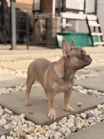 Trinity, a female French Bulldog for sale in Chicago, IL – Photo 3 of 3