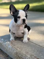 Cature , a female French Bulldog for sale in Chicago, IL – 5 of 5