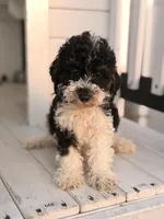 Toby, a male Poodle - Toy  for sale in Chicago, IL – Photo 3 of 4