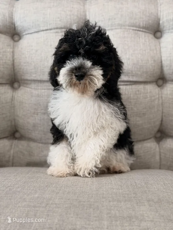 Toby – Poodle - Toy  puppy for sale in Chicago, IL