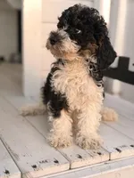 Toby, a male Poodle - Toy  for sale in Chicago, IL – Photo 4 of 4