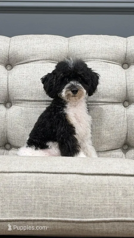 Toby – Poodle - Toy  puppy for sale in Chicago, IL