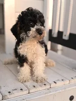 Toby, a male Poodle - Toy  for sale in Chicago, IL – Photo 2 of 4