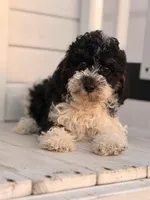 Toby, a male Poodle - Toy  for sale in Chicago, IL – Photo 1 of 4