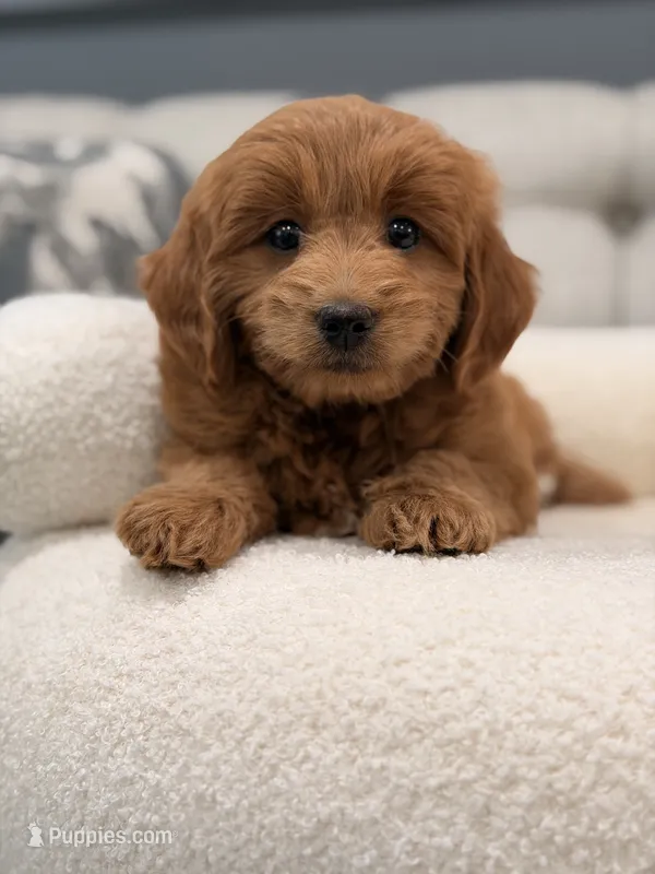 Marley – Miniature Goldendoodle puppy for sale in Chicago, IL