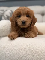 Marley, a male Miniature Goldendoodle for sale in Chicago, IL – 1 of 4