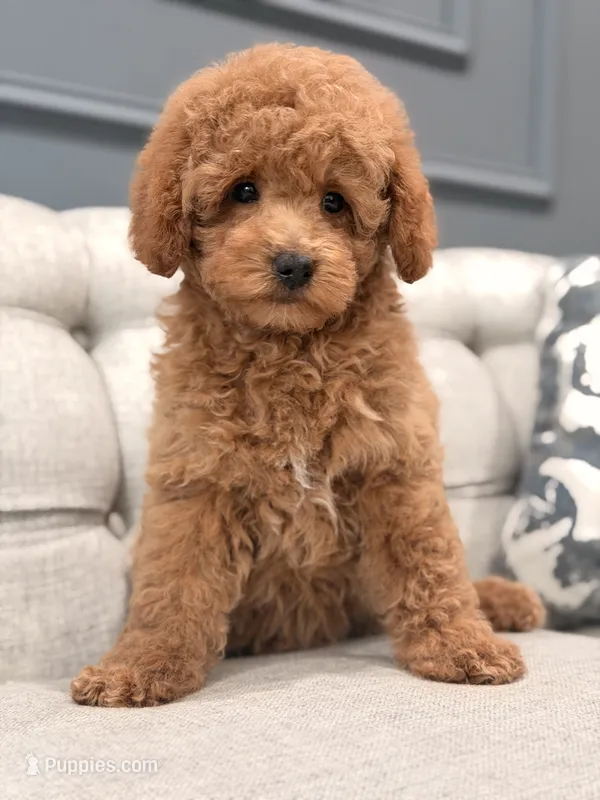 Coco – Miniature Goldendoodle puppy for sale in Chicago, IL