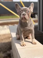 Saint, a male French Bulldog for sale in Chicago, IL – Photo 4 of 4