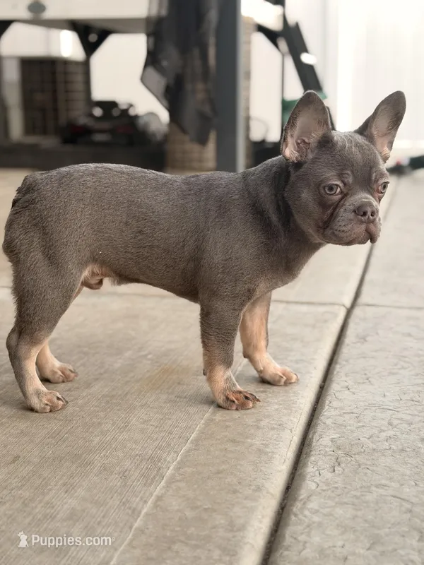Saint – French Bulldog puppy for sale in Chicago, IL